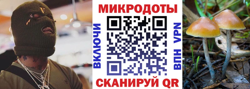 Псилоцибиновые грибы Psilocybe Моршанск